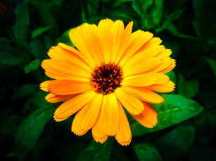 Картинка by trausse цветы календула