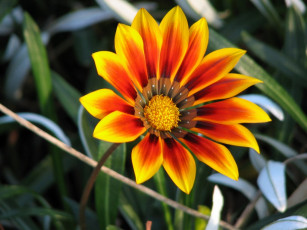 Картинка цветы газания