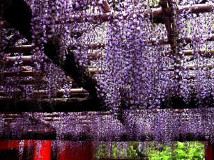 Картинка цветы глициния