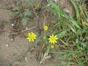 Картинка цветы луговые полевые