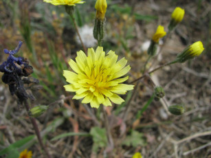 Картинка цветы луговые полевые