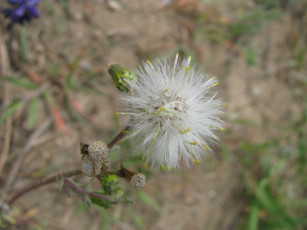 Картинка цветы луговые полевые
