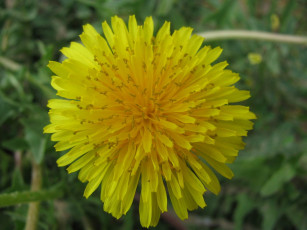 Картинка цветы одуванчики