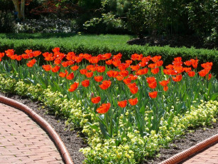 Картинка цветы разные вместе