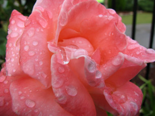 Картинка цветы розы