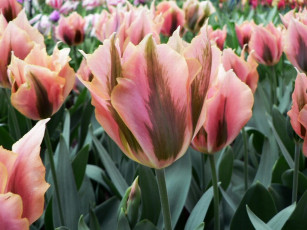 Картинка цветы тюльпаны