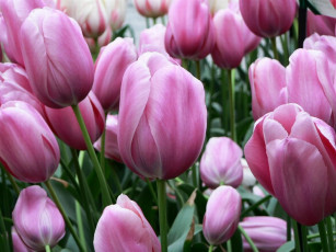 Картинка цветы тюльпаны