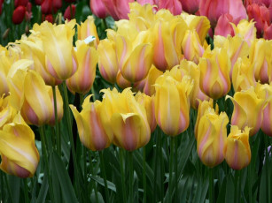 Картинка цветы тюльпаны