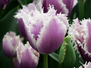 Картинка цветы тюльпаны