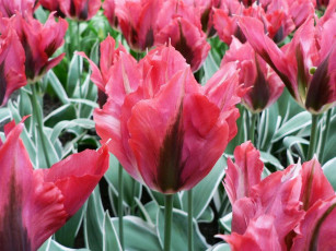 Картинка цветы тюльпаны