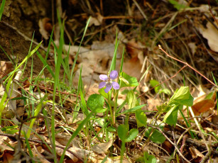 Картинка no name цветы луговые полевые