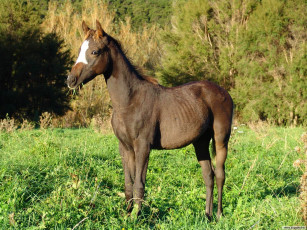 Картинка животные лошади