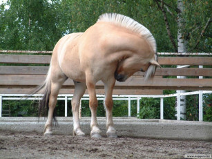 Картинка животные лошади