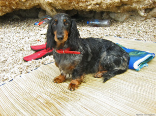 Картинка животные собаки