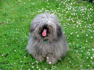 Картинка животные собаки