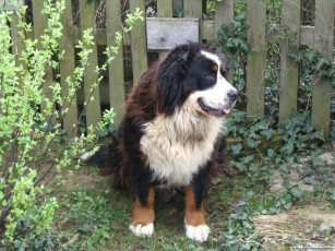 Картинка животные собаки