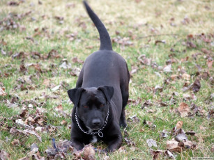 Картинка животные собаки