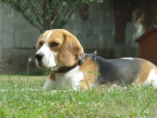 Картинка животные собаки