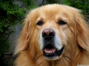 Картинка животные собаки