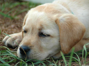 Картинка животные собаки