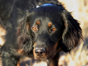 Картинка животные собаки