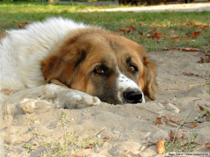 Картинка животные собаки