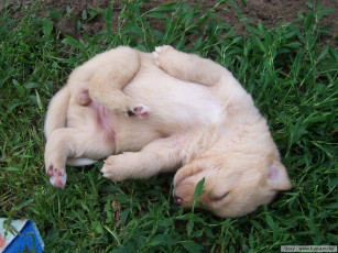 Картинка животные собаки