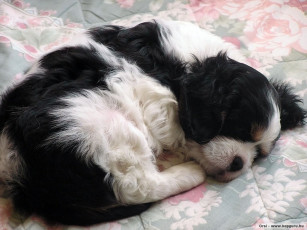 Картинка животные собаки