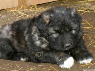 Картинка животные собаки