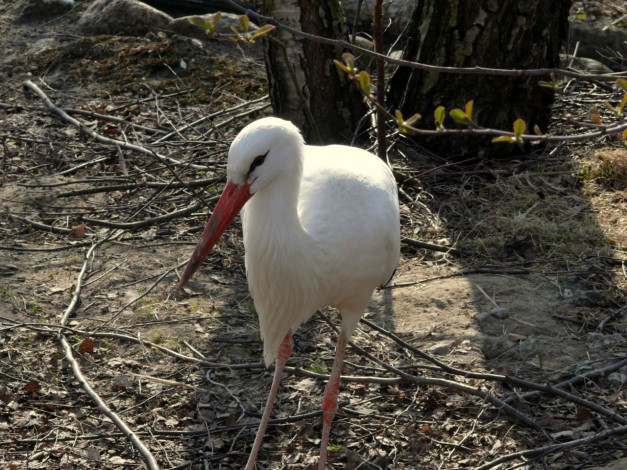 Обои картинки фото аист, животные, аисты