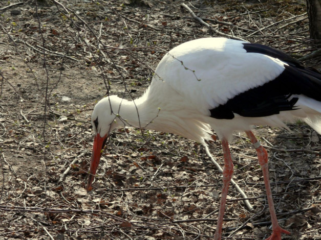 Обои картинки фото аист, животные, аисты
