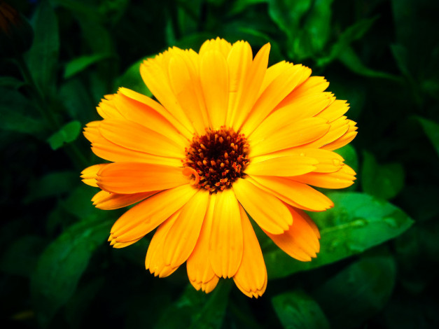 Обои картинки фото by, trausse, цветы, календула