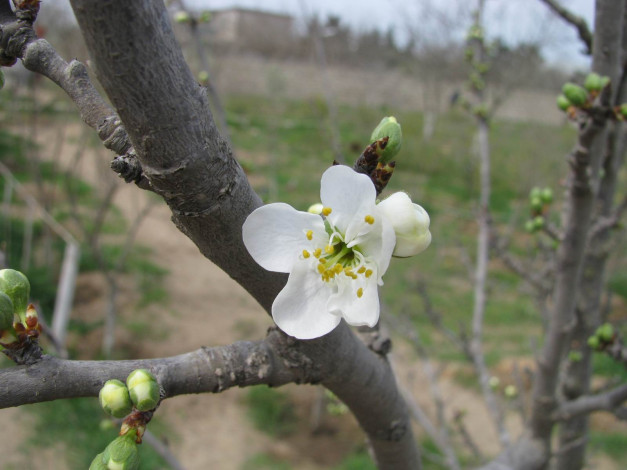 Обои картинки фото цветы, цветущие, деревья, кустарники