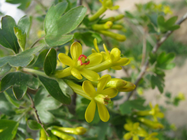 Обои картинки фото цветы, цветущие, деревья, кустарники