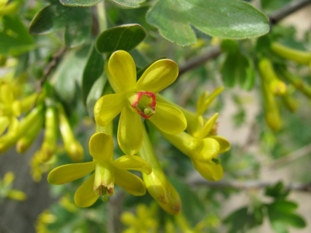 Обои картинки фото цветы, цветущие, деревья, кустарники