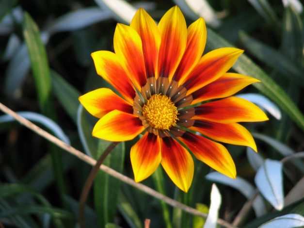 Обои картинки фото цветы, газания