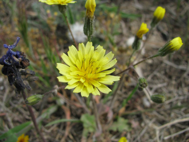 Обои картинки фото цветы, луговые, полевые