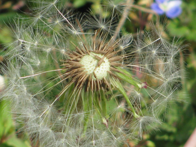 Обои картинки фото цветы, одуванчики