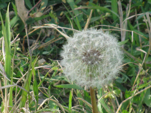 Обои картинки фото цветы, одуванчики