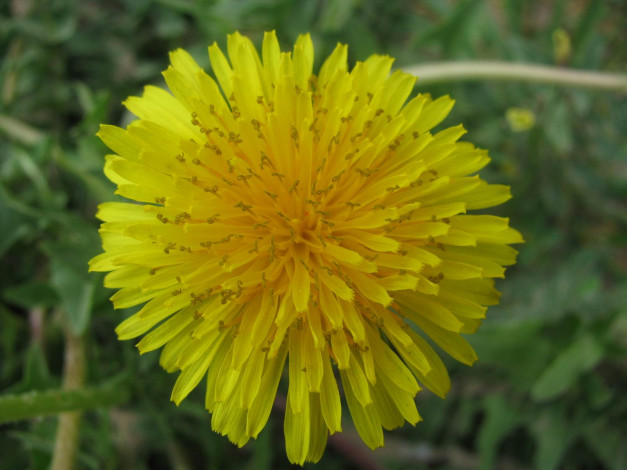 Обои картинки фото цветы, одуванчики