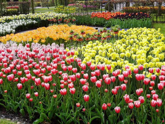 Обои картинки фото цветы, разные, вместе