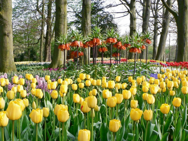 Обои картинки фото цветы, разные, вместе