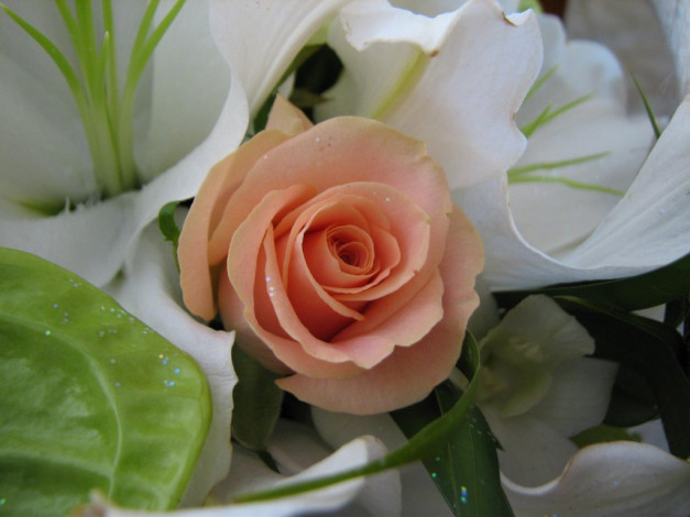 Обои картинки фото цветы, разные, вместе