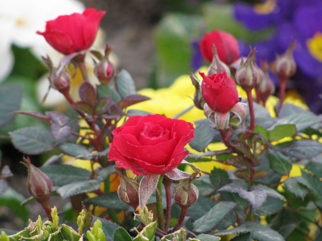 Обои картинки фото цветы, розы