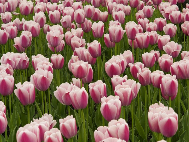 Обои картинки фото цветы, тюльпаны