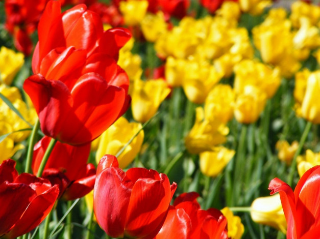 Обои картинки фото цветы, тюльпаны