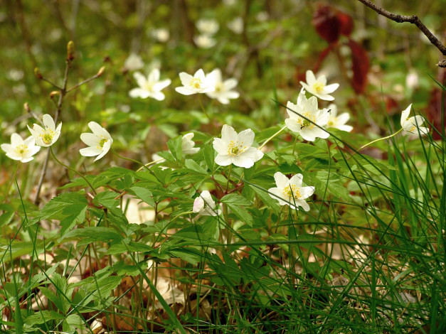 Обои картинки фото no, name, цветы, ветреницы, печёночницы