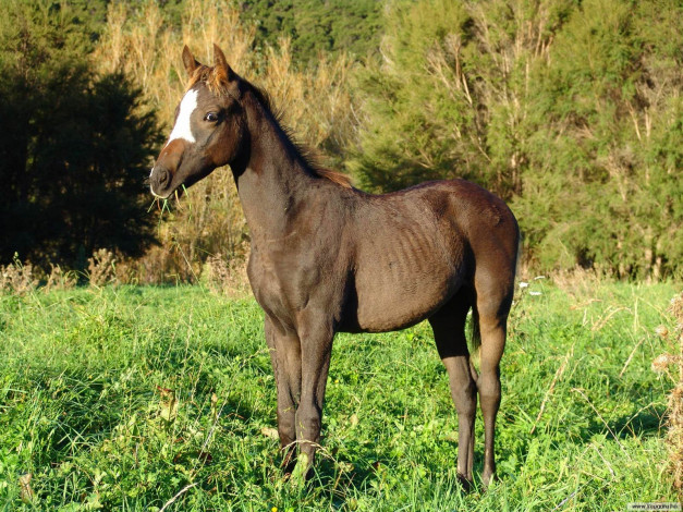 Обои картинки фото животные, лошади