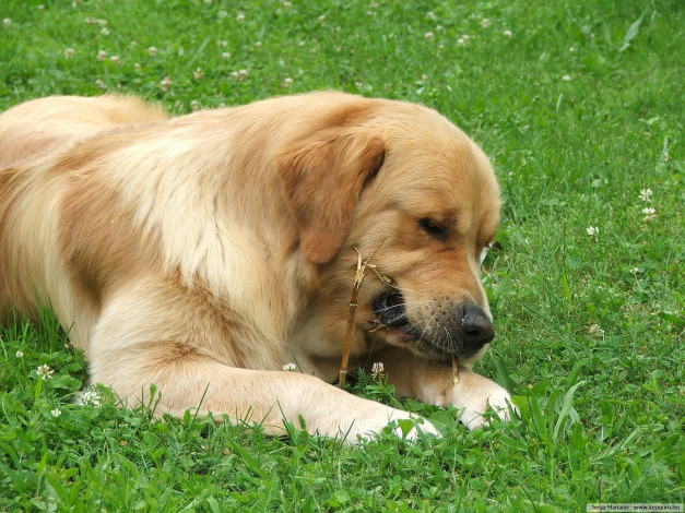 Обои картинки фото животные, собаки