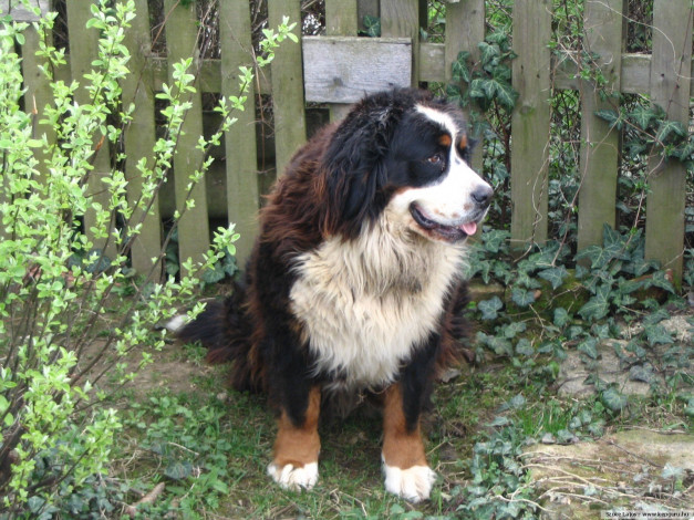 Обои картинки фото животные, собаки